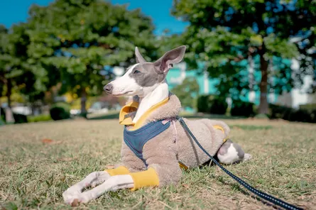 伊勢志摩のペットと泊まれる宿13選！愛犬と一緒に楽しい旅をしよう！