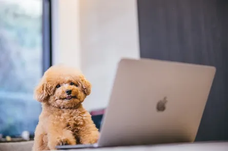 千葉にあるプロジェクター付きのホテル8選！デートや女子会・オタ活にぴったりなお宿をご紹介！