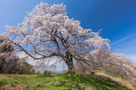 吉野の桜が楽しめる宿泊施設5選！満開の桜を楽しめるお宿をご紹介！